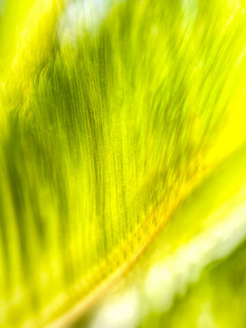 Lost in a leaf