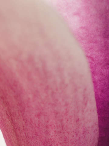 Pink magnolia