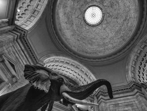 Looking up at the museum of natural history