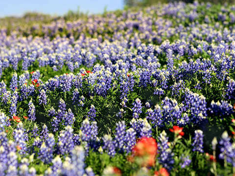 Blue blanket
