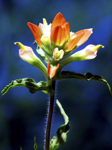Indian paintbrush 2