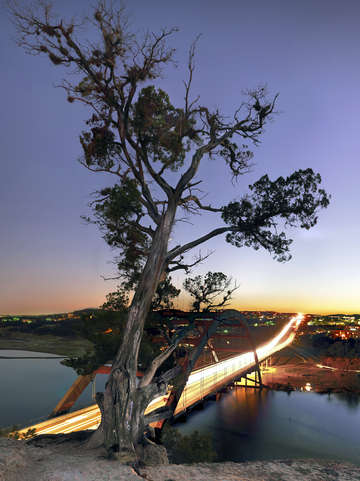 Pennys tree