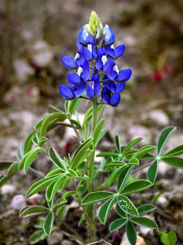 Texas blues