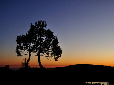 Lone tree