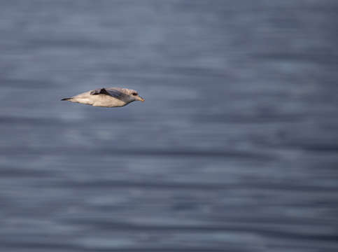Northern fulmar