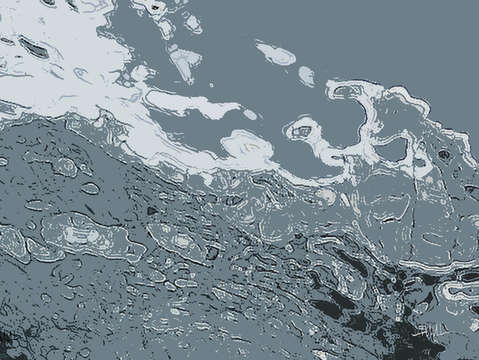 Under a gray day