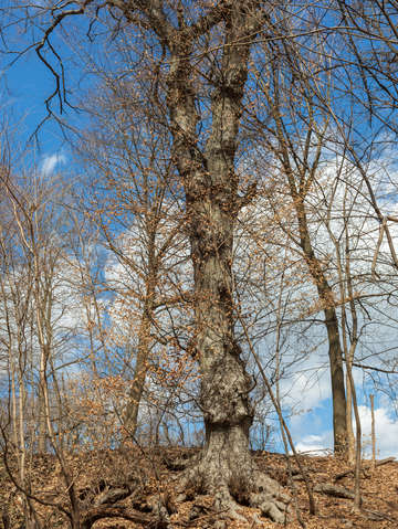 Looking up at a tree in prospect park brooklyn