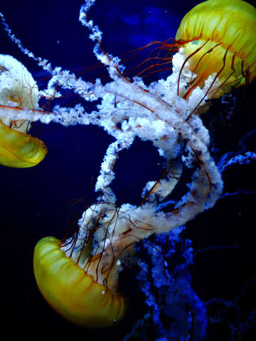 Tangled Beauty