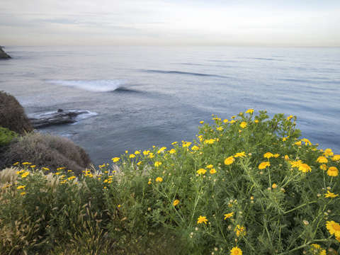 Waves wildflowers