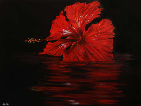Hibiscus 7