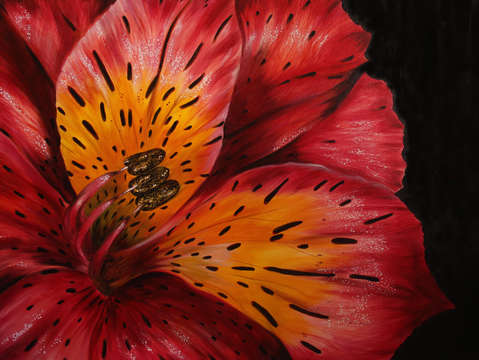 Lily 12