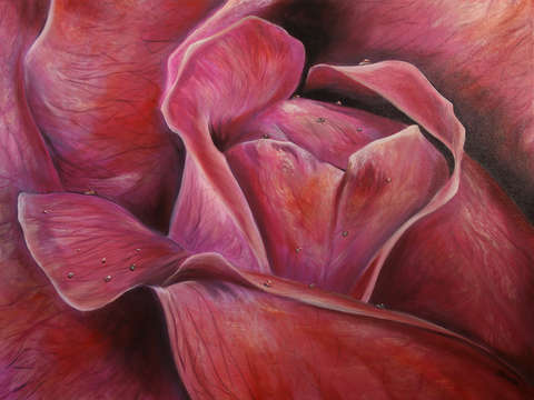 Rose 12