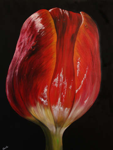 Tulip 6