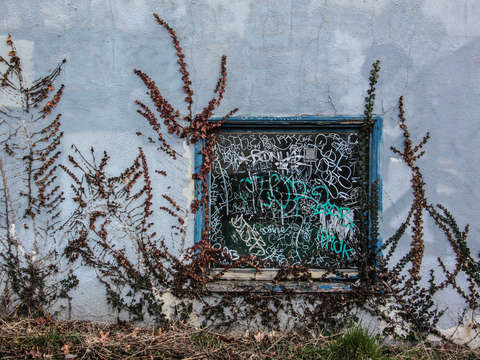 Dead vines on a window