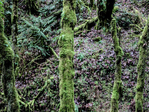 Moss at macleay park in portland
