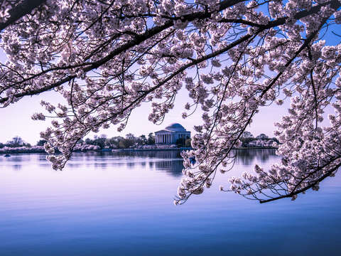 Thomas jefferson memorial with cherry blossoms