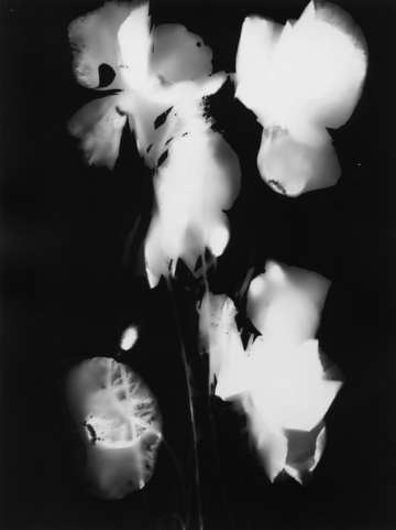 Press them flowers