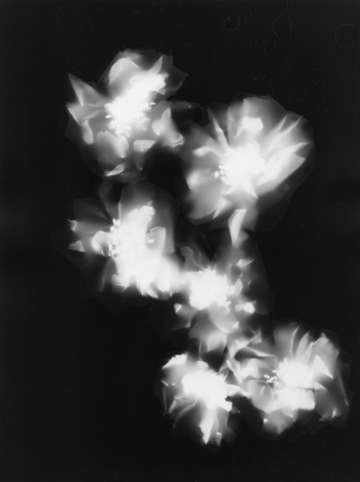 Press them flowers 02