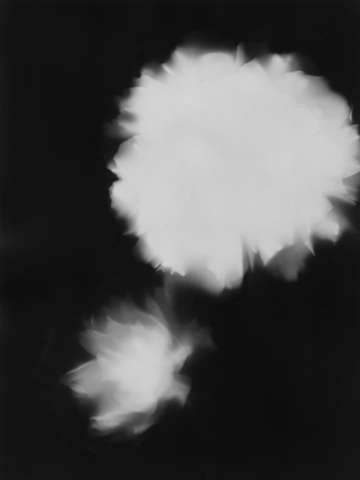 Press them flowers 03