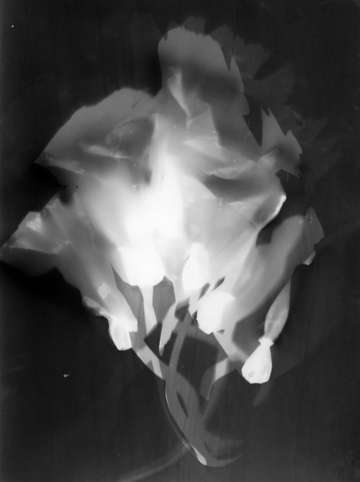 Press them flowers 04