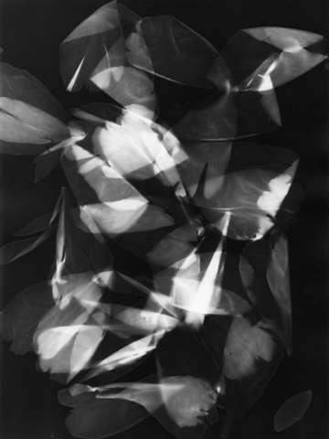 Press them flowers 05