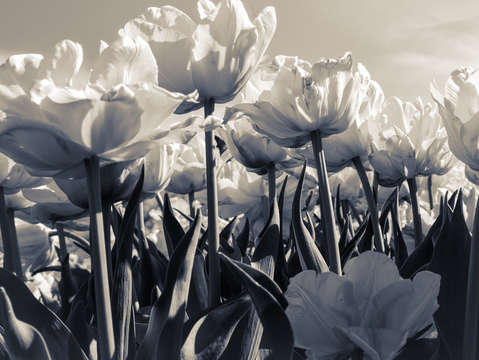 Tulips duo tone