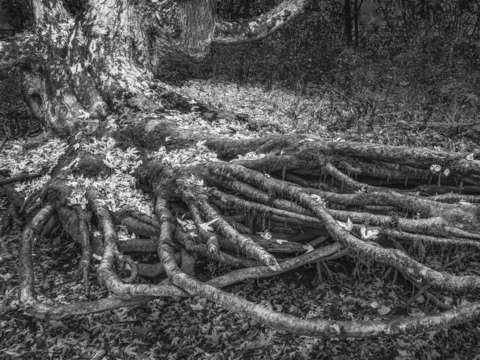 River tree bw
