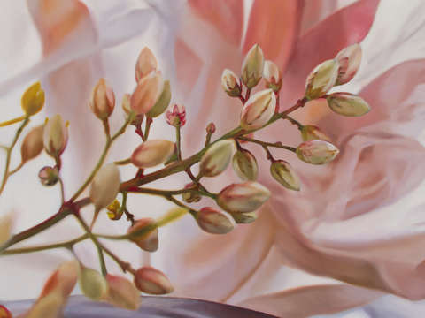 Nandina with plastic and tray