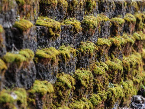 Mossy stone wall