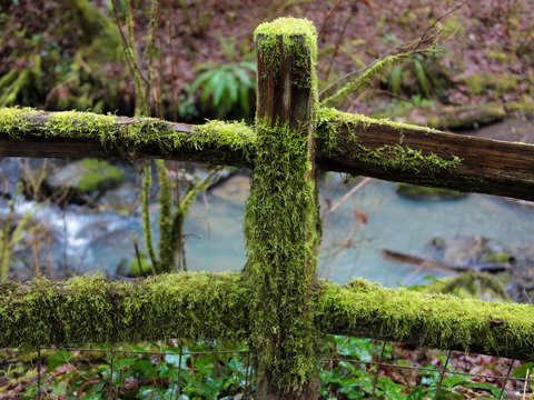 Moss covered fence