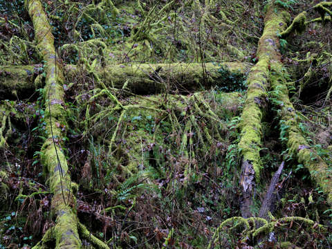 Mossy trees on the ground