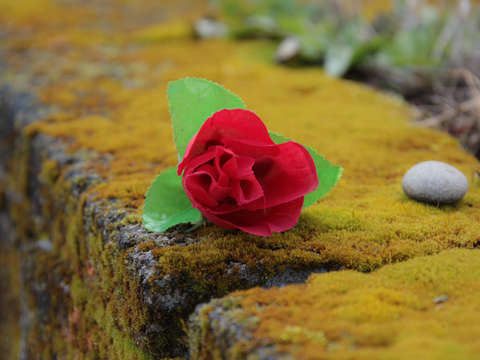 Fake rose on moss