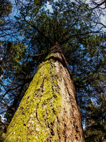 Big tree in portland