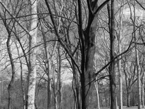 Black and white winter trees in prospect park broo