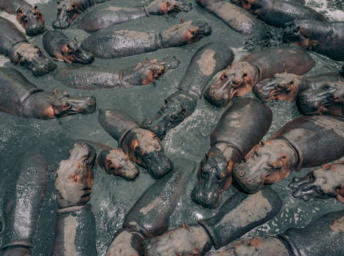 Hippos bathing