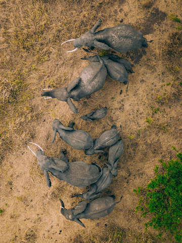 Elephant family