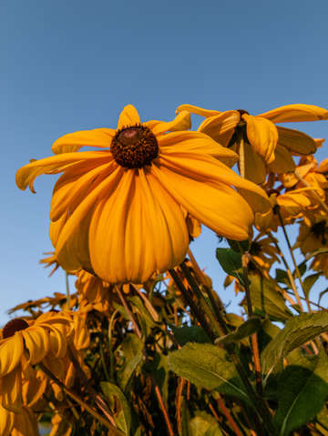 Fairbanks flowers