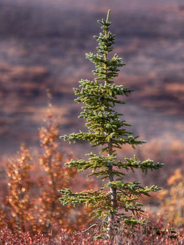 New growth in denali