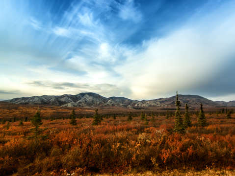 Denali national park landscape