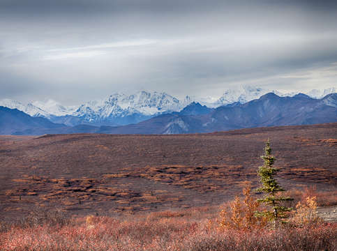 Denali mountains and tree
