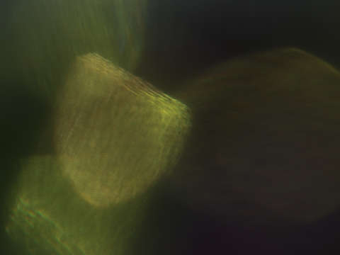 Ephemeral glow 0964