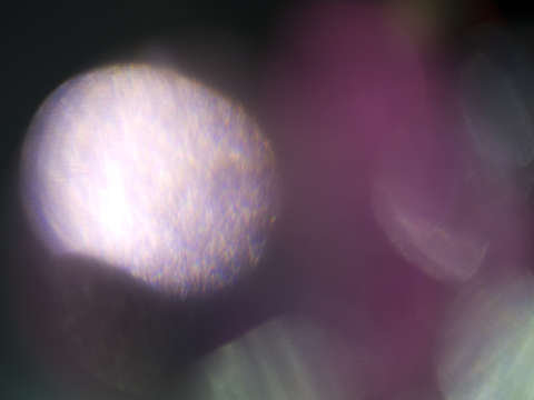 Ephemeral glow 0947