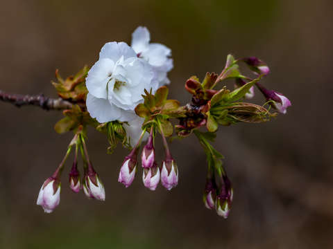 Cherry blossoms 1 2