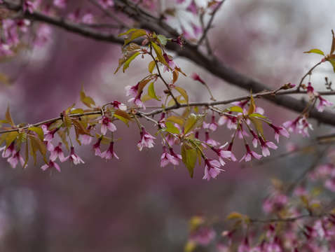 Cherry blossoms 2 5