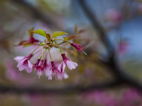 Cherry blossoms 3 4
