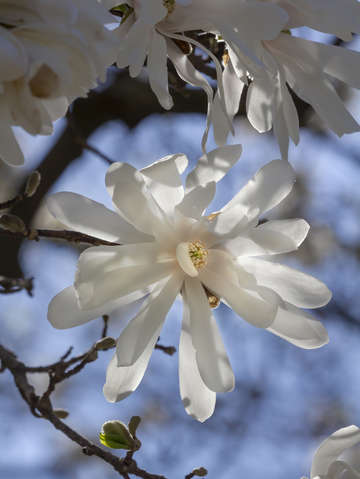 White magnolia blossom