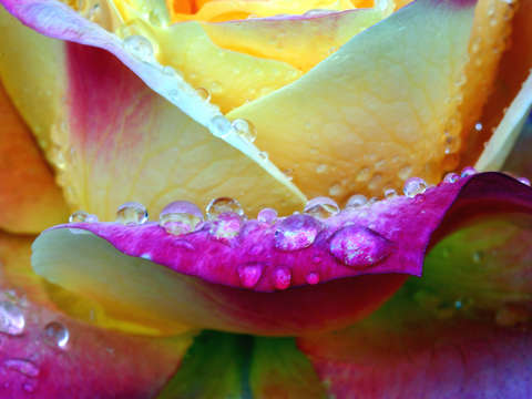 Tea rose