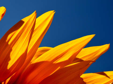 Sunflower 13