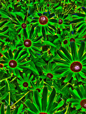 Green sunflowers