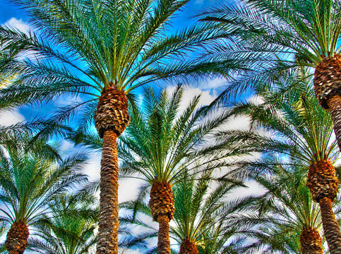 Las vegas palms